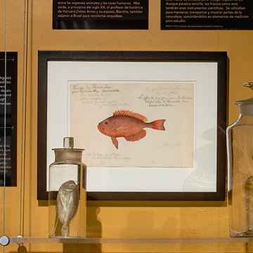 a drawing of a fish