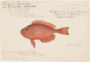 A drawing of a fish, in vivid red color