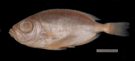 A fish specimen, described as follows