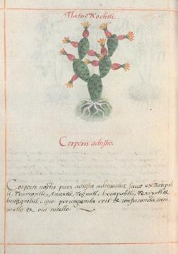 Codex Badiano