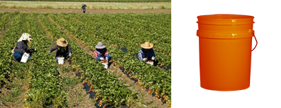 Agricultural Workers Picking Strawberries and Home Depot Bucket