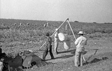 Bracero laborers farming cotton